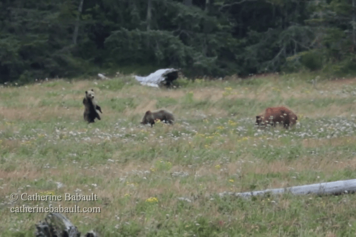 Grizzly bear and cubs spotted on Vancouver Island for first time