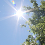 B.C. migrant workers suffering through 'excessively hot conditions,' study finds