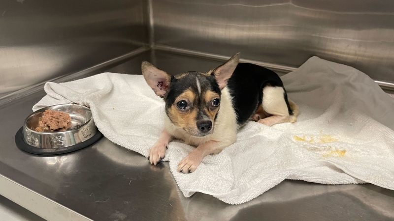 First group of dogs ready for adoption after major removal from Manitoba home