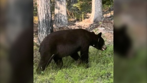More people are running into bears in the Prince Albert National Park. Here’s why that’s concerning.