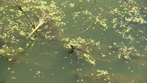 These bodies of water in Alberta are under a blue-green algae advisory