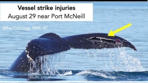 Humpback whale calf struck by BC Ferries vessel 'likely to survive,' research society says