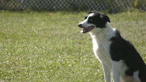 Canadian dog lovers gather for annual show in Saskatoon