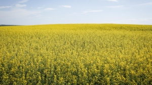 China retaliates over EV tariffs with anti-dumping probe into Canadian canola imports