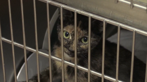 Donor steps up to help Montreal SPCA during alarming rise in pet abandonments