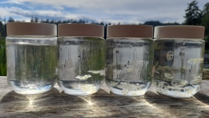 Climate change likely leading to increase in jellyfish in B.C. lakes: researchers