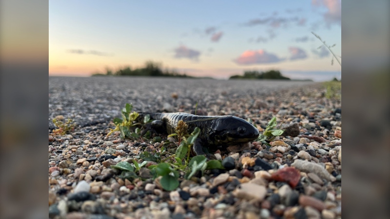 “It's pretty unique to see them” - Salamander migration in full swing