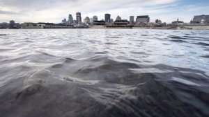 The waters of the St. Lawrence are warming and the amount of oxygen is decreasing