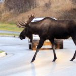 Motorcyclist killed in collision with moose on Quebec highway