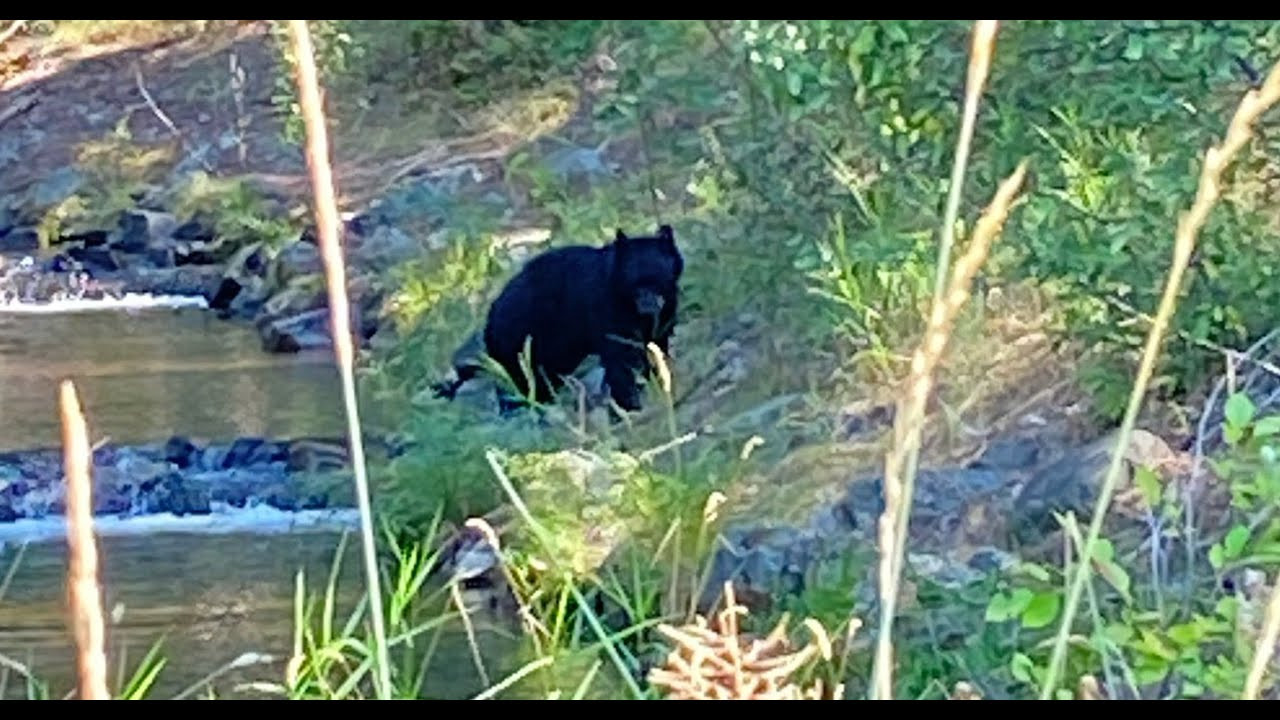 Black bear catches fish along Mission Creek Greenway