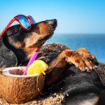 German city aims for ‘wiener dog’ record