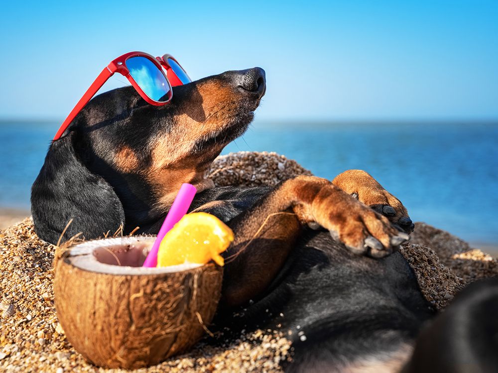 German city aims for ‘wiener dog’ record
