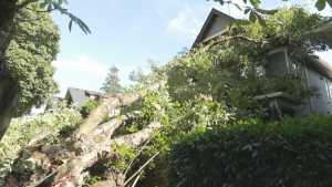 Impending fall and winter storm season poses risks to Vancouver's trees