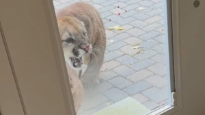 Cougar stalks acreage southwest of Calgary twice in a day, kills cat