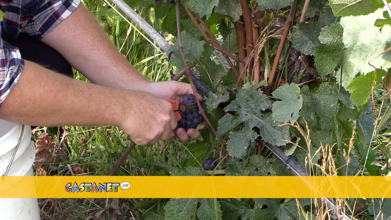 'Micro-harvest' begins Kelowna's Tantalus Vineyards