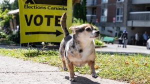 Montreal byelection: Here's what the four party leaders are offering in LaSalle-Emard-Verdun