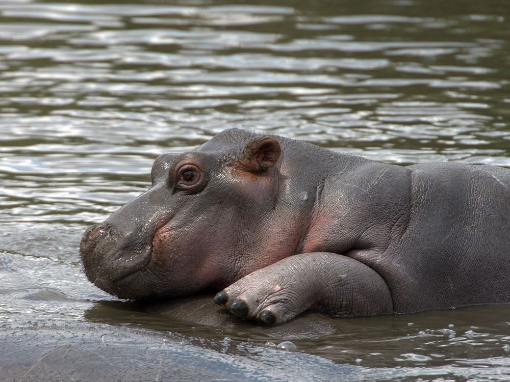 Thai zoo urges visitors please don't throw food at baby hippo
