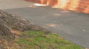 Rubber sidewalks helping keep reduce damage to tree roots in Calgary