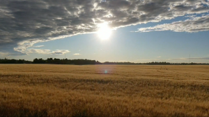 Report finds $2.29 billion bridge infrastructure deficit in rural Alberta