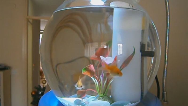 Prosthetic leg, live goldfish among items left on Winnipeg buses