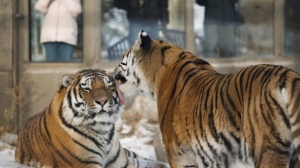 Zoos need to become more involved in conservation than entertainment: zoo conference