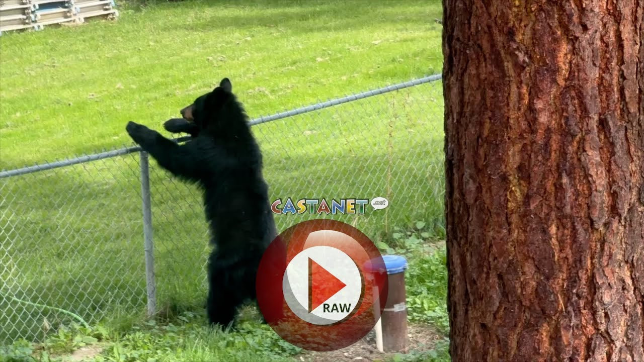 Kelowna woman encounters black bear in her backyard - Eh, Eyewitness News