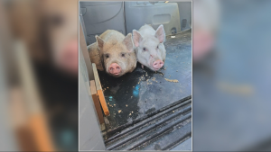 'Don't know where the animals came from': Runaway pigs rounded up in West Kelowna, B.C.