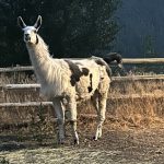 Joe Rich woman needs help wrangling her runaway llama