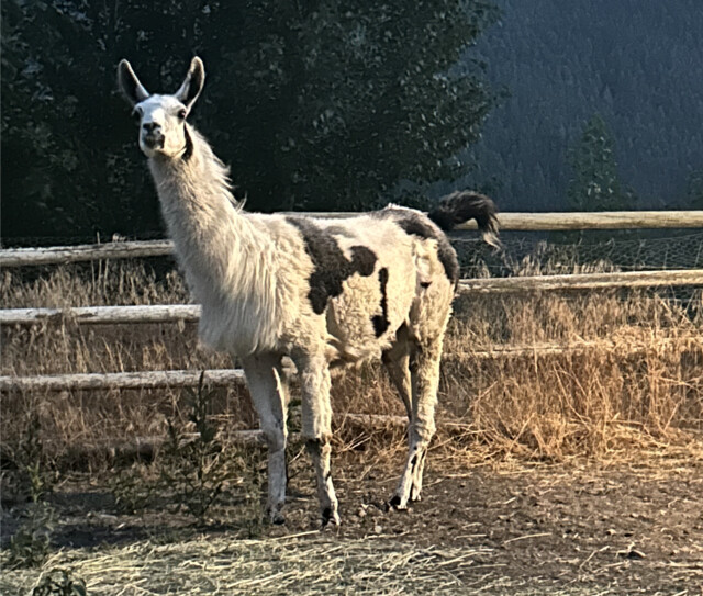 Joe Rich woman needs help wrangling her runaway llama