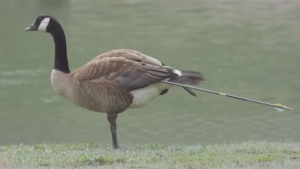 Months-long goose chase in Squamish, B.C., after bird shot by arrow