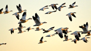 'We're losing billion of birds': Backyard risks to Alberta's birds and how you can help make fall migration a successful one