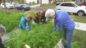 'We can utilize it': Making the best of your garden harvest, and what to do with the rest