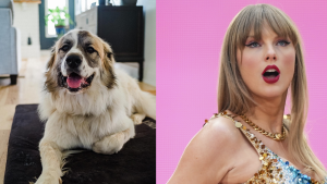 B.C. couple offers Taylor Swift tickets to anyone who can find their missing dog