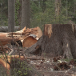 Vancouver Park Board to vote on second phase of Stanley Park tree removal