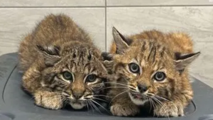 B.C. rescue in 'rare' position of caring for 2 orphaned bobcat kittens
