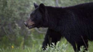 B.C. wildlife group offers $1,000 reward after dead black bears found without paws