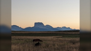 Southern Alberta cattle ranchers team with Nature Conservancy of Canada to conserve Prairie grasslands