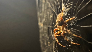 More and bigger spiders noticeable in Montreal this fall