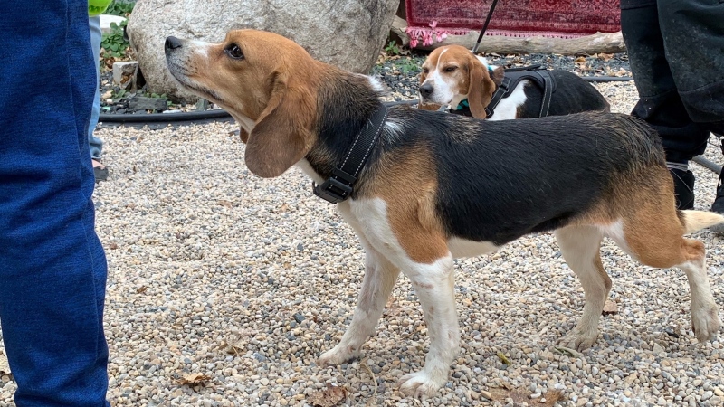 Manitoba animal advocacy group helps release dogs from animal testing