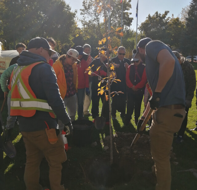 Community groups band together to plant trees at Kelowna's Ben Lee Park