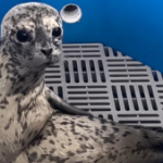 Vancouver seal joins Moo Deng, Pesto the Penguin as latest addition to viral ‘Knights of the Rotund Table’