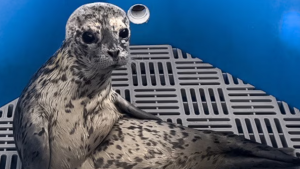 Vancouver seal joins Moo Deng, Pesto the Penguin as latest addition to viral ‘Knights of the Rotund Table’