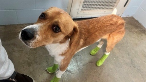 B.C. SPCA recommending charges after dog dragged behind vehicle