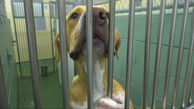 'It's desperate times': Surge in strays and surrendered pets putting strain on animal shelters