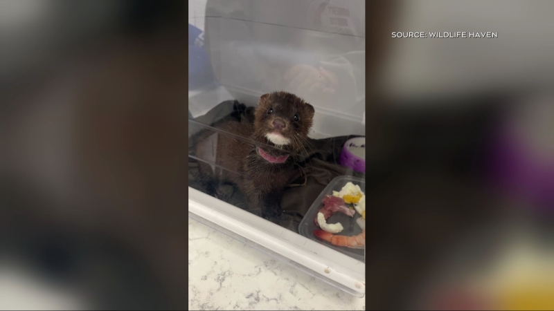 'Very shocked': Recently released mink caught in snare trap, Manitoba animal rescue says
