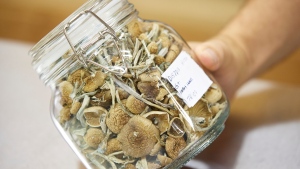 Quebec religion wants Health Canada's blessing to use magic mushrooms in ceremonies