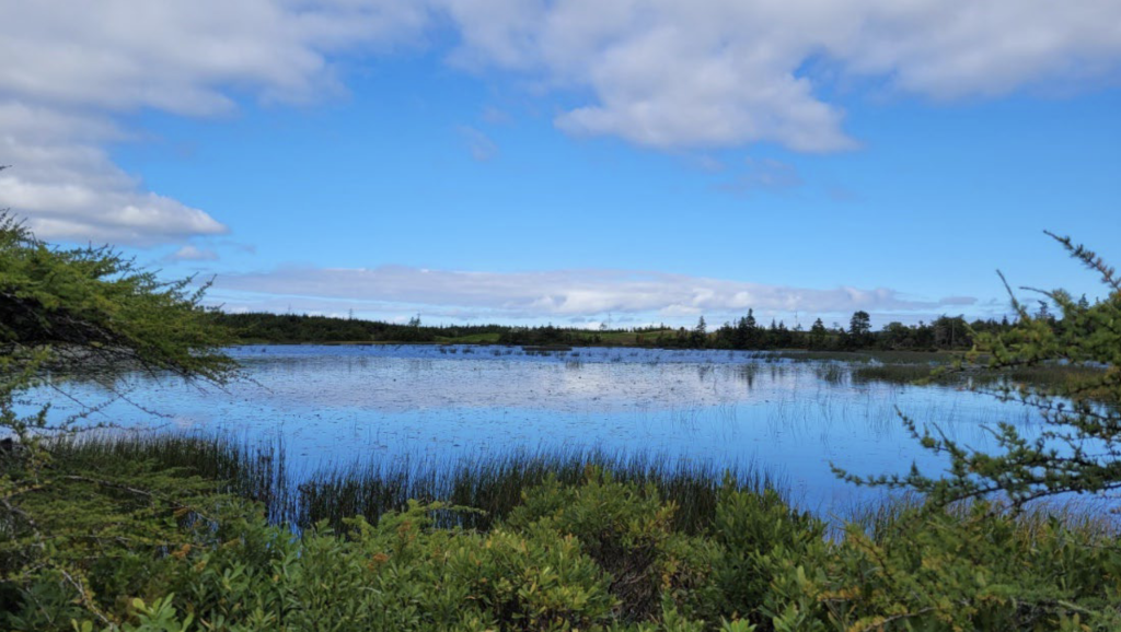 St. John’s city council passes wetland study