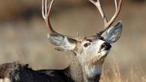 Deer kills dog in backyard near Victoria, prompting warning from police