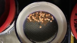 B.C. research suggests road salt linked to death and deformities in salmon