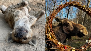 'Ambassadors for their species in the wild': Toronto Zoo loses 2 long-term residents